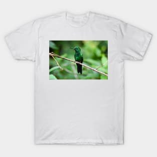 Hummingbird T-Shirt